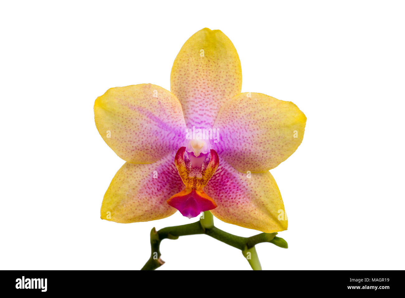 Unico Phalaenopsis Orchid (Moth Orchid) blossom sul gambo verde con petali gialli e ciclamino labellum colorata e la colonna isolato su bianco backgroun Foto Stock