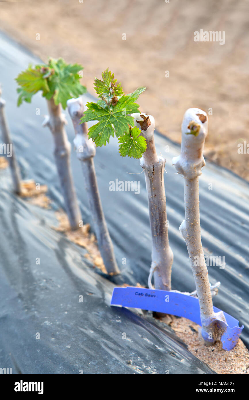 Innestati & vino cerata talee di uve piantate nel campo Righe "Vitis vinifera". Foto Stock