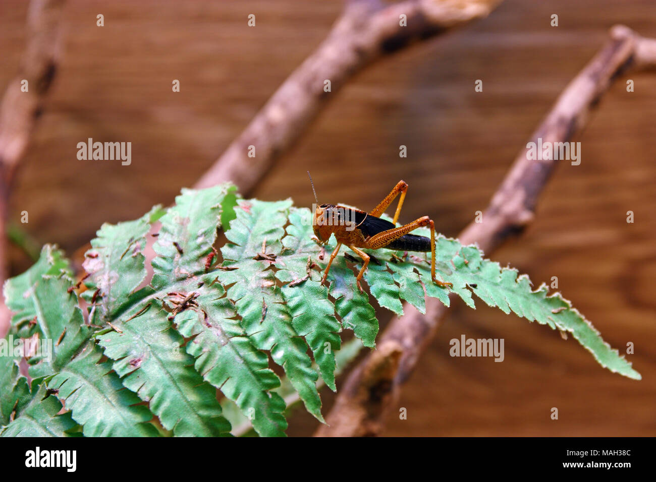 Locusta migratoria, locusta migratoria, è la più diffusa delle specie di locusta Foto Stock
