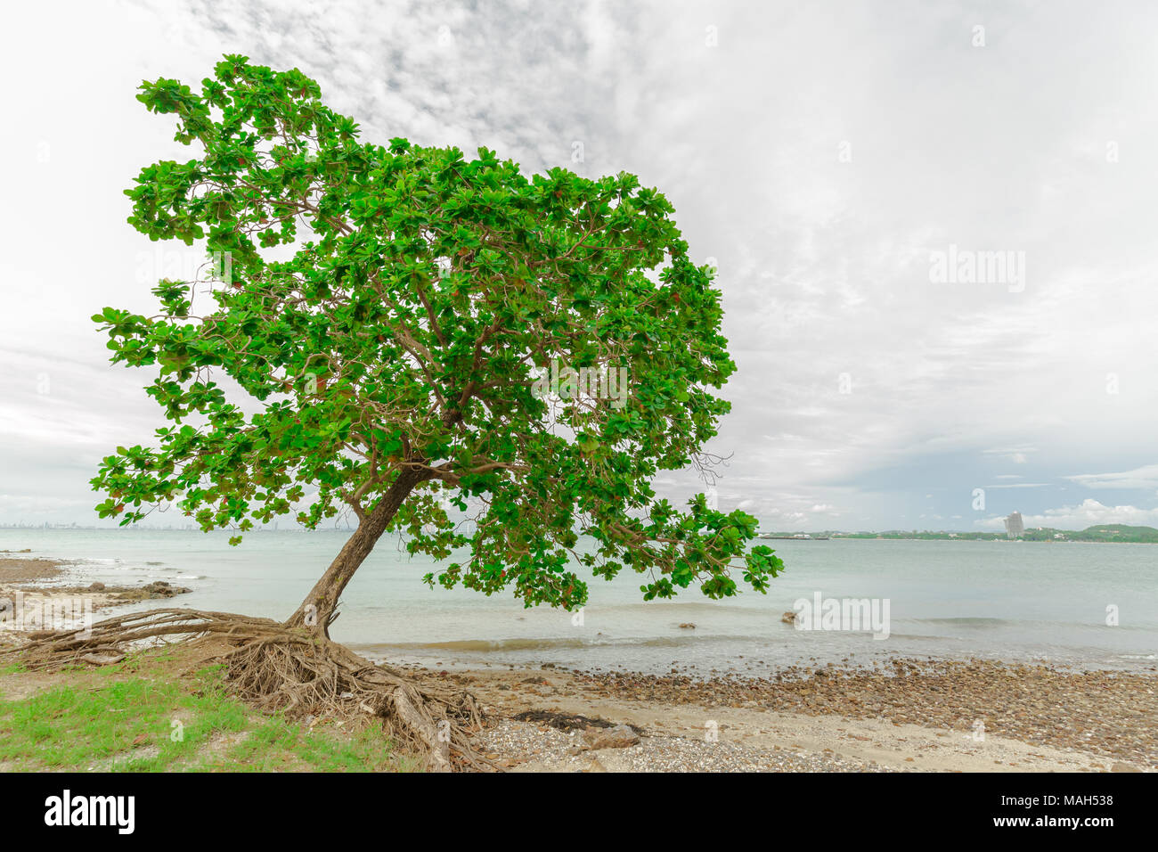 Il vecchio appoggiò mare mandorlo sulla riva del mare Foto Stock