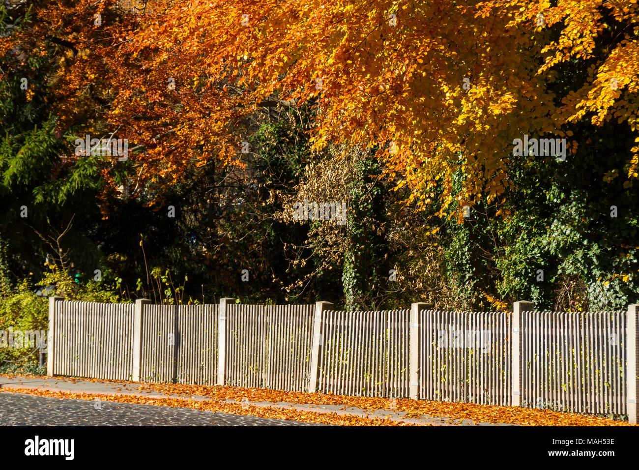 Lattenzaun mit Bäumen und Laubfärbung im Herbst Foto Stock