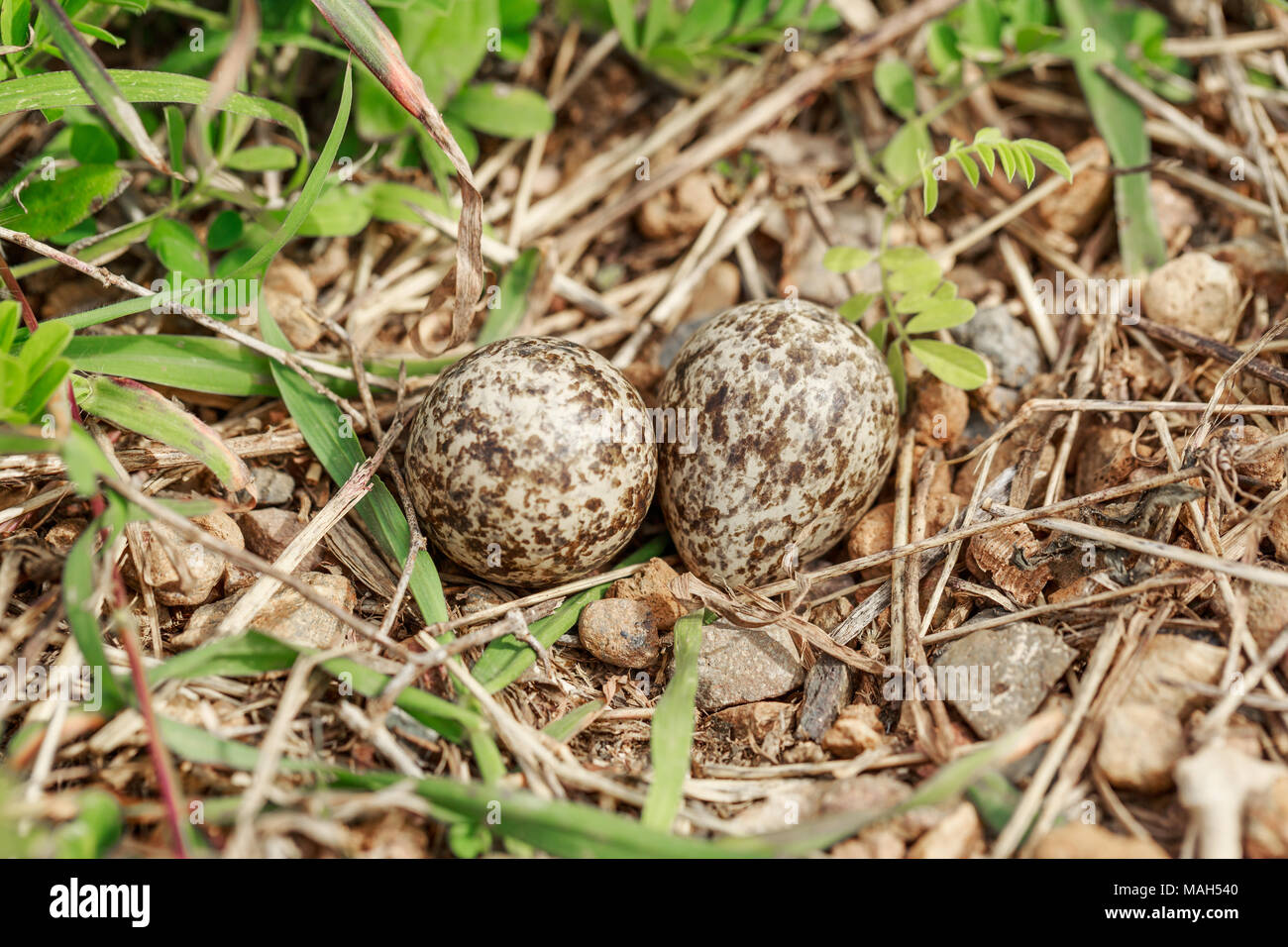 Le uova di colore rosso-wattled Pavoncella bird sul terreno in foresta, nido su un terreno. Questo nido è stato trovato nel profondo della foresta Foto Stock