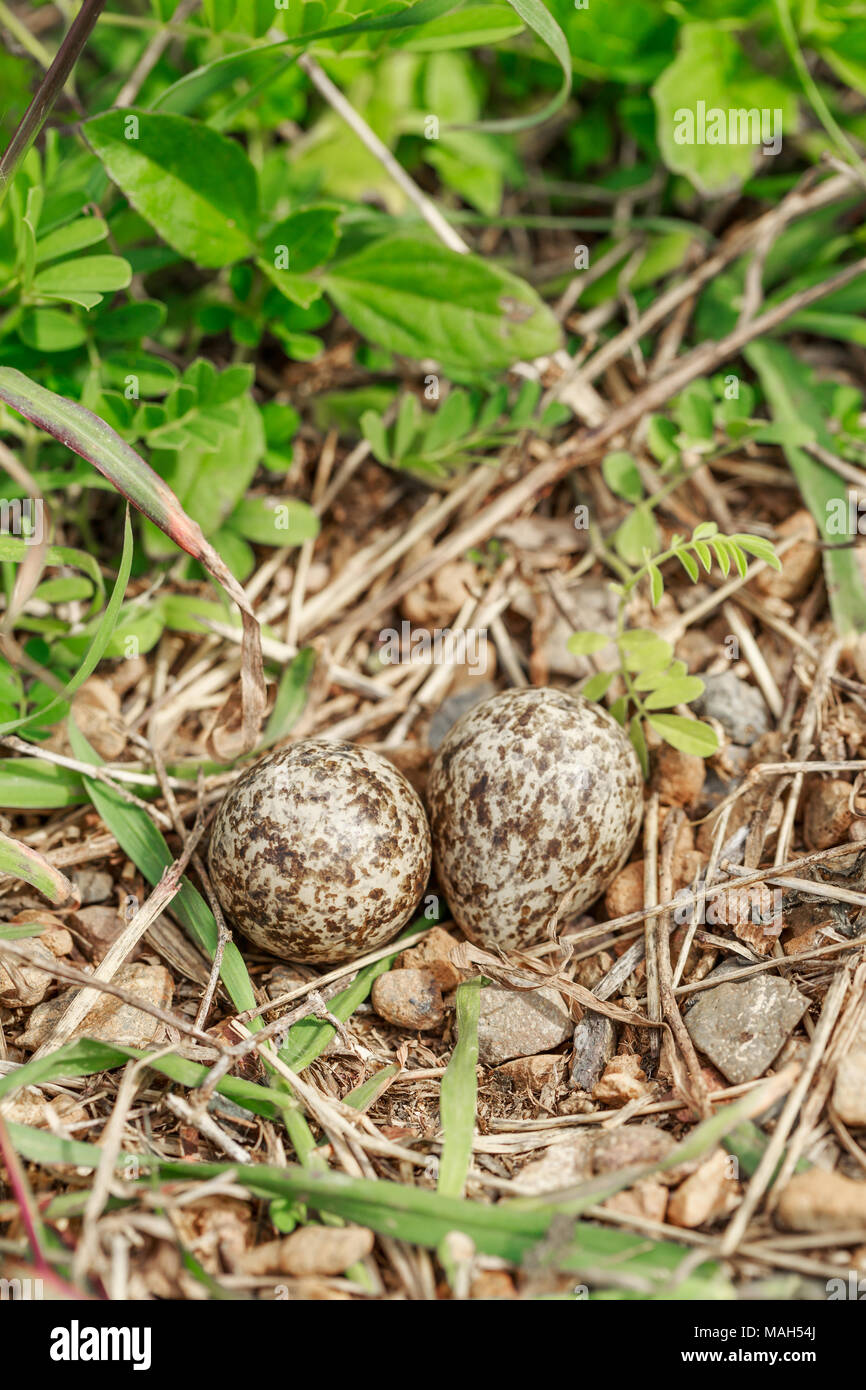 Le uova di colore rosso-wattled Pavoncella bird sul terreno in foresta, nido su un terreno. Questo nido è stato trovato nel profondo della foresta Foto Stock