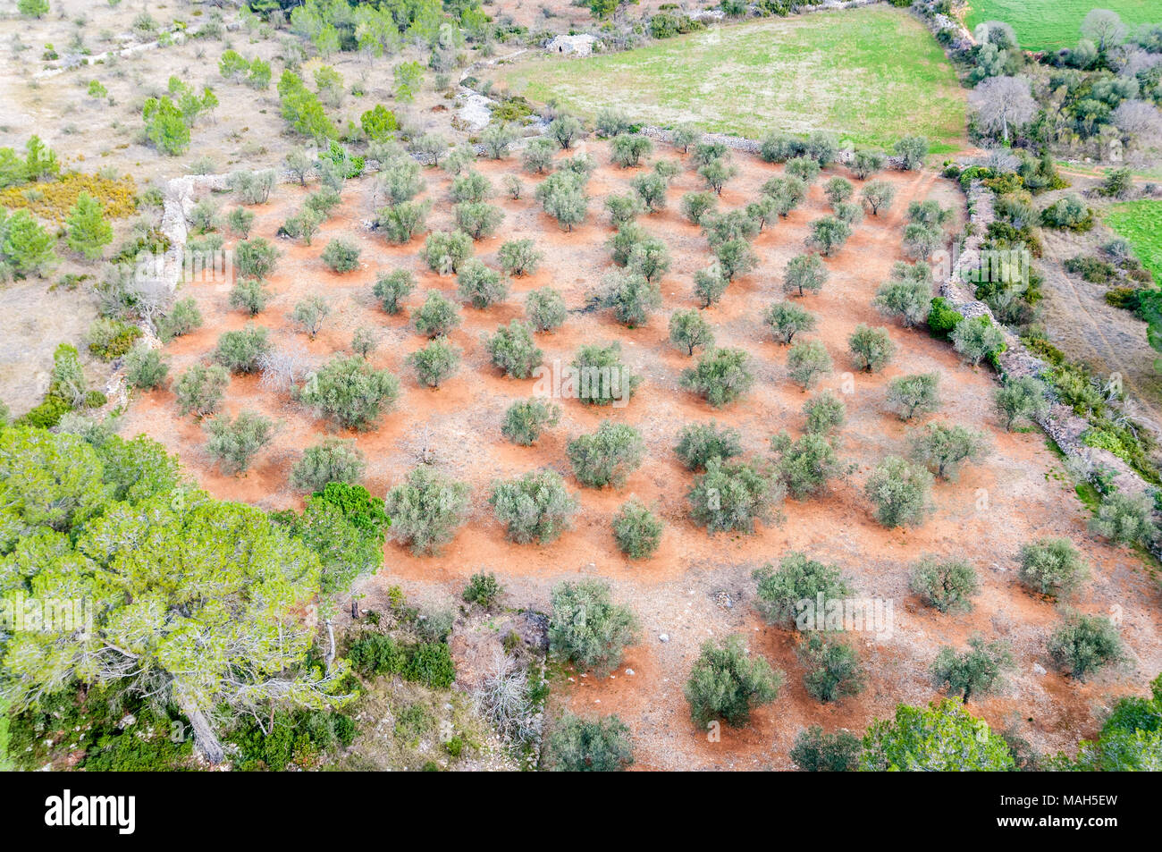 Vista aerea del campo di oliva, Garrotxa, Catalogna, Spagna Foto Stock