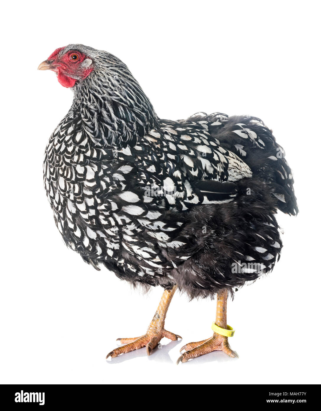 Argento-legare Wyandotte pollo davanti a uno sfondo bianco Foto Stock