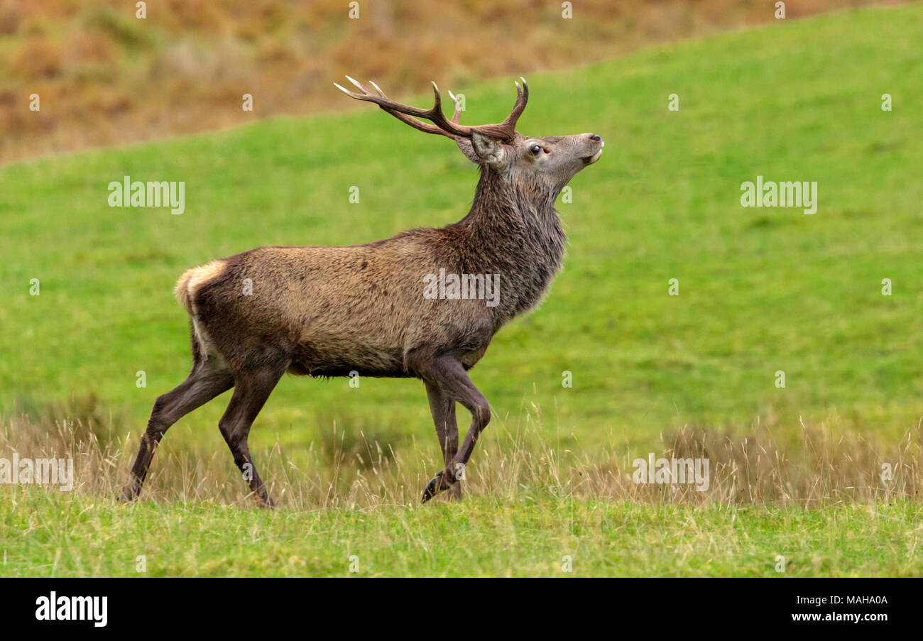 Orgogliosi Red Deer cervo (Cervus Scoticus) durante l'autunno rut nelle Highlands scozzesi, Scozia UK, custodendo il suo cerve. Foto Stock