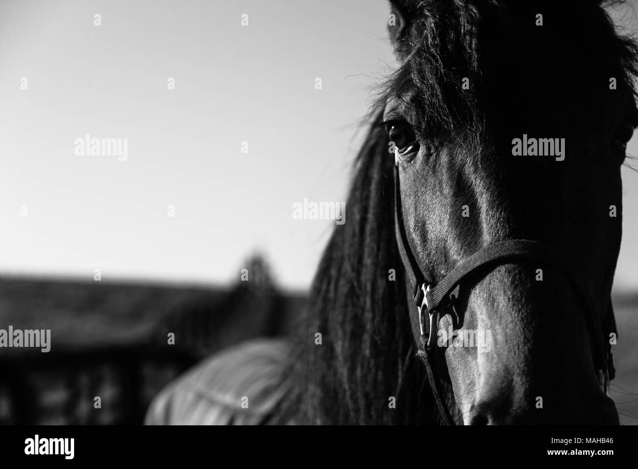 I cavalli in un paddock sul ranch in a sudovest Ontario, Canada. Foto Stock