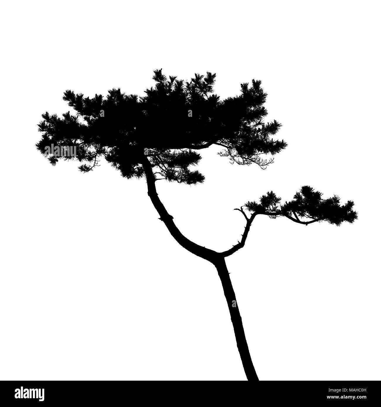 Pino nero silhouette ad albero isolato su sfondo bianco, foto naturale Foto Stock