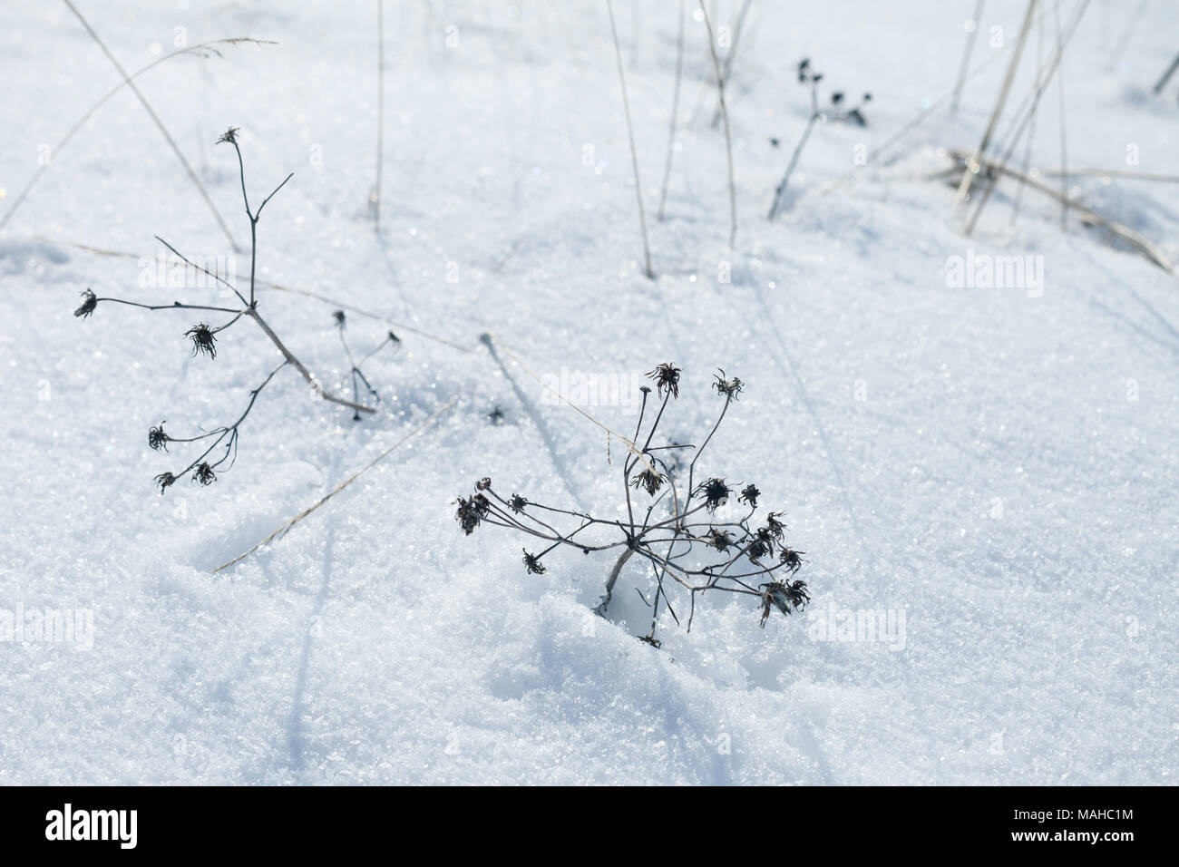 Erba secca e fiori cowered con neve e natura invernale foto di sfondo Foto Stock