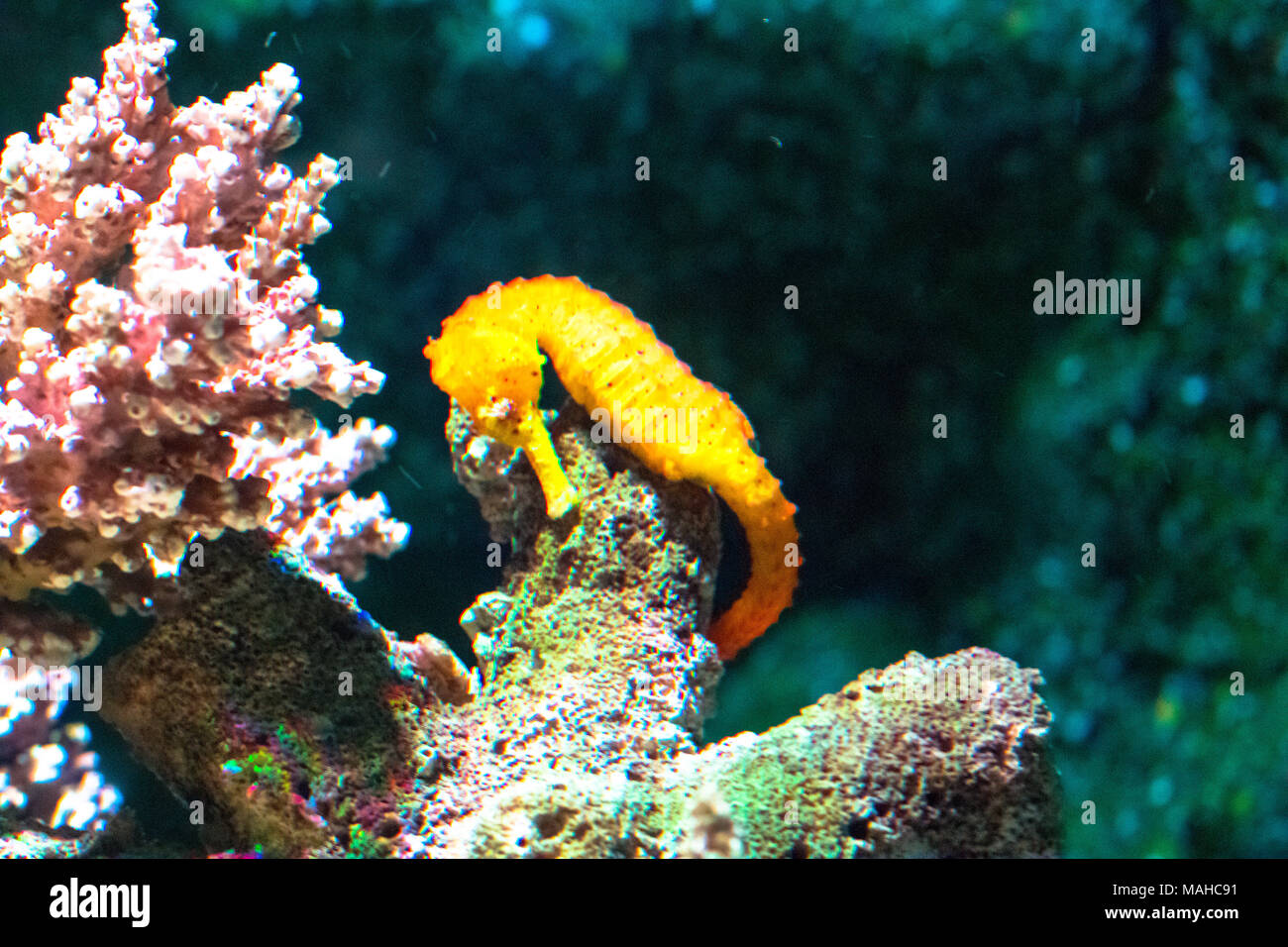 Il mondo subacqueo di paesaggio ,colorata barriera corallina con cavallo di mare Foto Stock