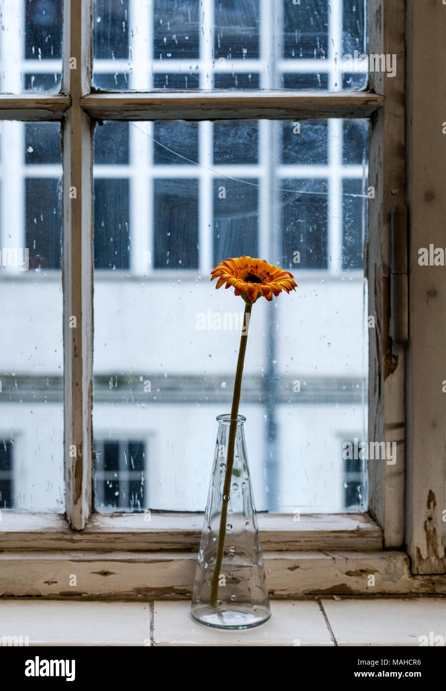 Vaso di fiori seduta all'interno della finestra Foto Stock