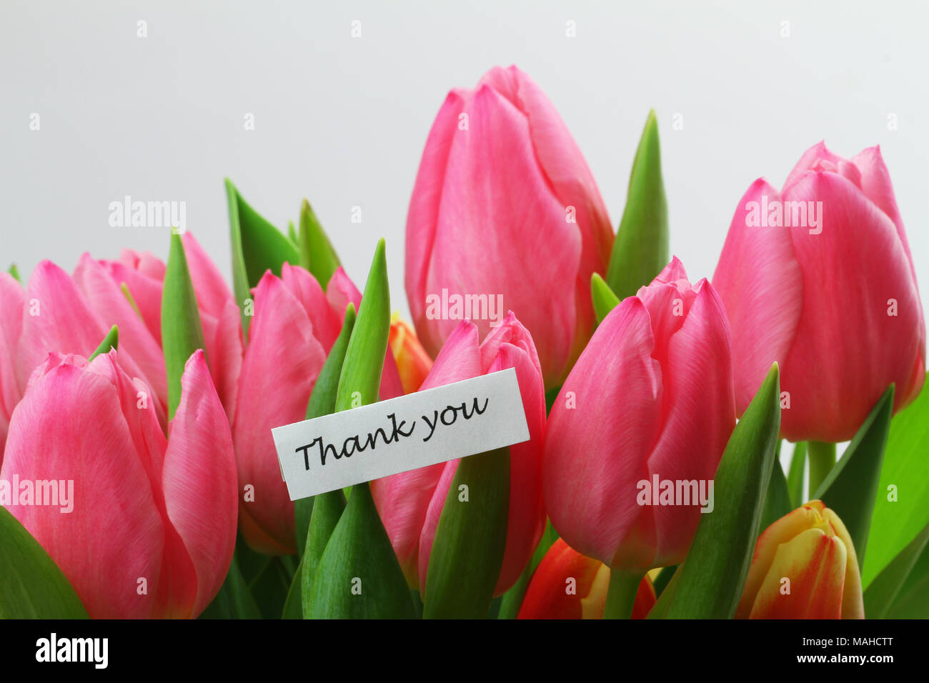 Biglietto Di Ringraziamento Con Tulipani Rosa Foto Stock Alamy