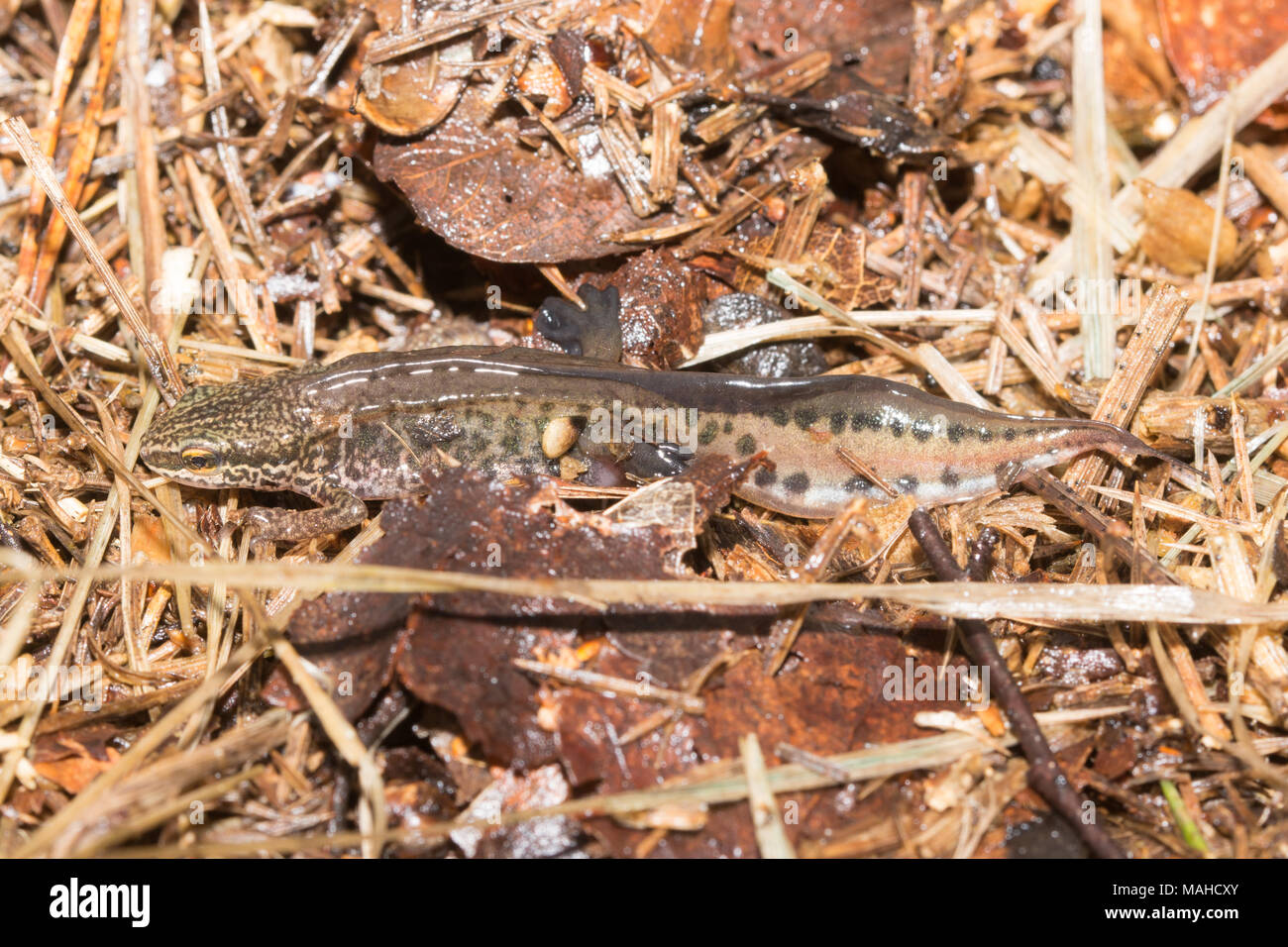 Palmate maschio newt (Lissotriton helveticus) su un terreno vicino ad un laghetto su una brughiera sito in Surrey, Regno Unito Foto Stock