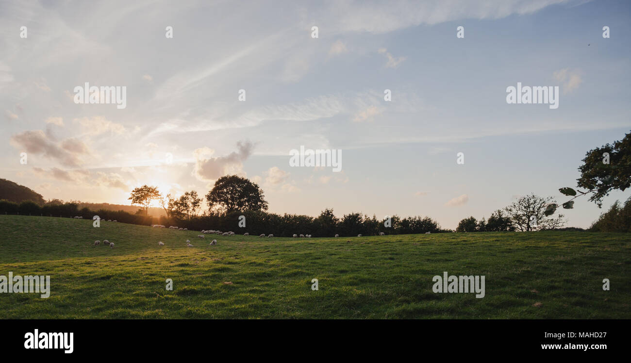 Pecore in un campo con il sole splendente. Candele Artistiche effetto aggiunto. Foto Stock