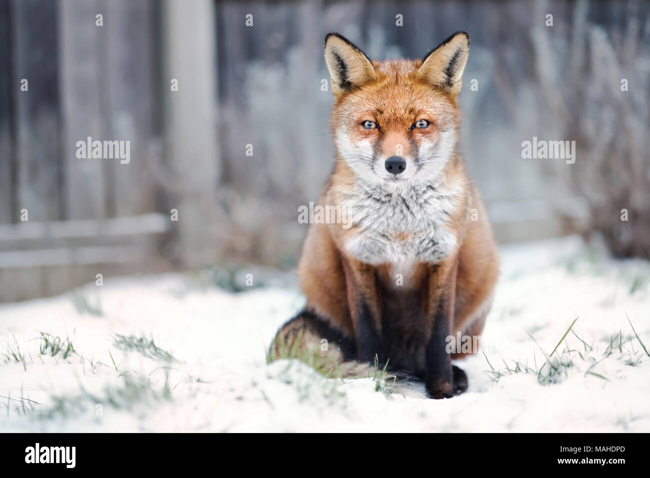 Close-up di una volpe rossa nella neve, inverno nel Regno Unito. Foto Stock