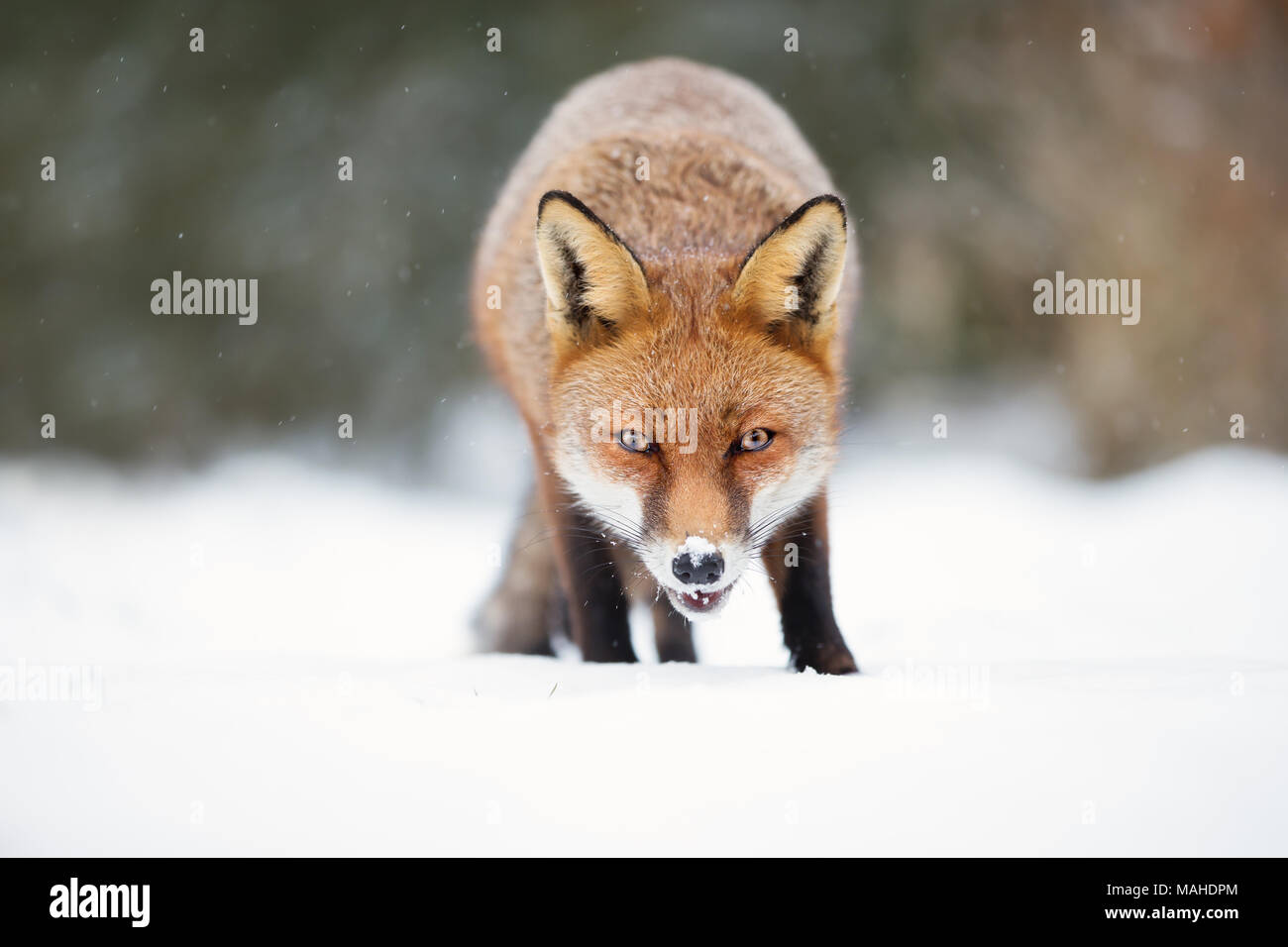 Close-up di una volpe rossa nella neve durante l'inverno, UK. Foto Stock