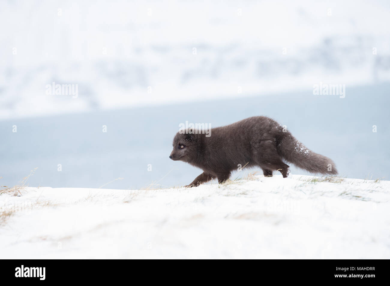 In prossimità di una volpe artica che corre lungo la costa in inverno in Islanda. Foto Stock