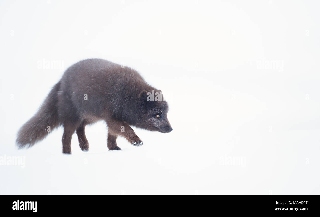 In prossimità di una volpe artica nella neve, inverno in Islanda. Foto Stock