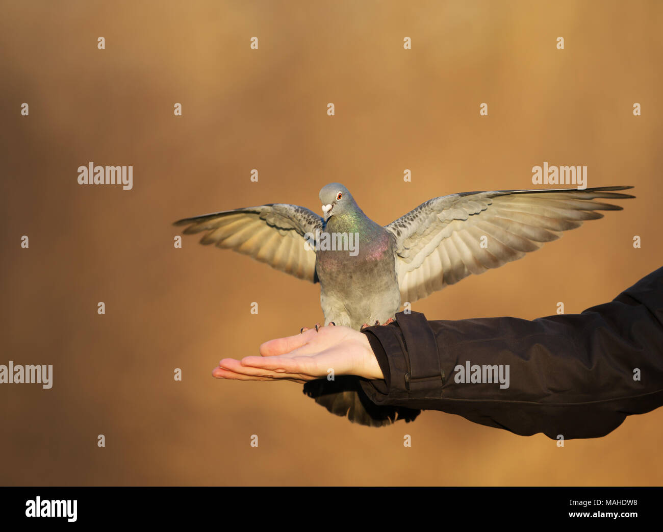Feral pigeon alimentare dalla mano, UK. Foto Stock