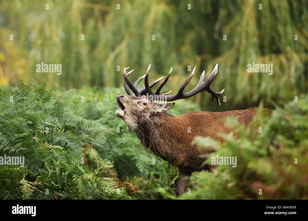 Close-up di un cervo rosso ruggente durante la routine in autunno, UK. Foto Stock