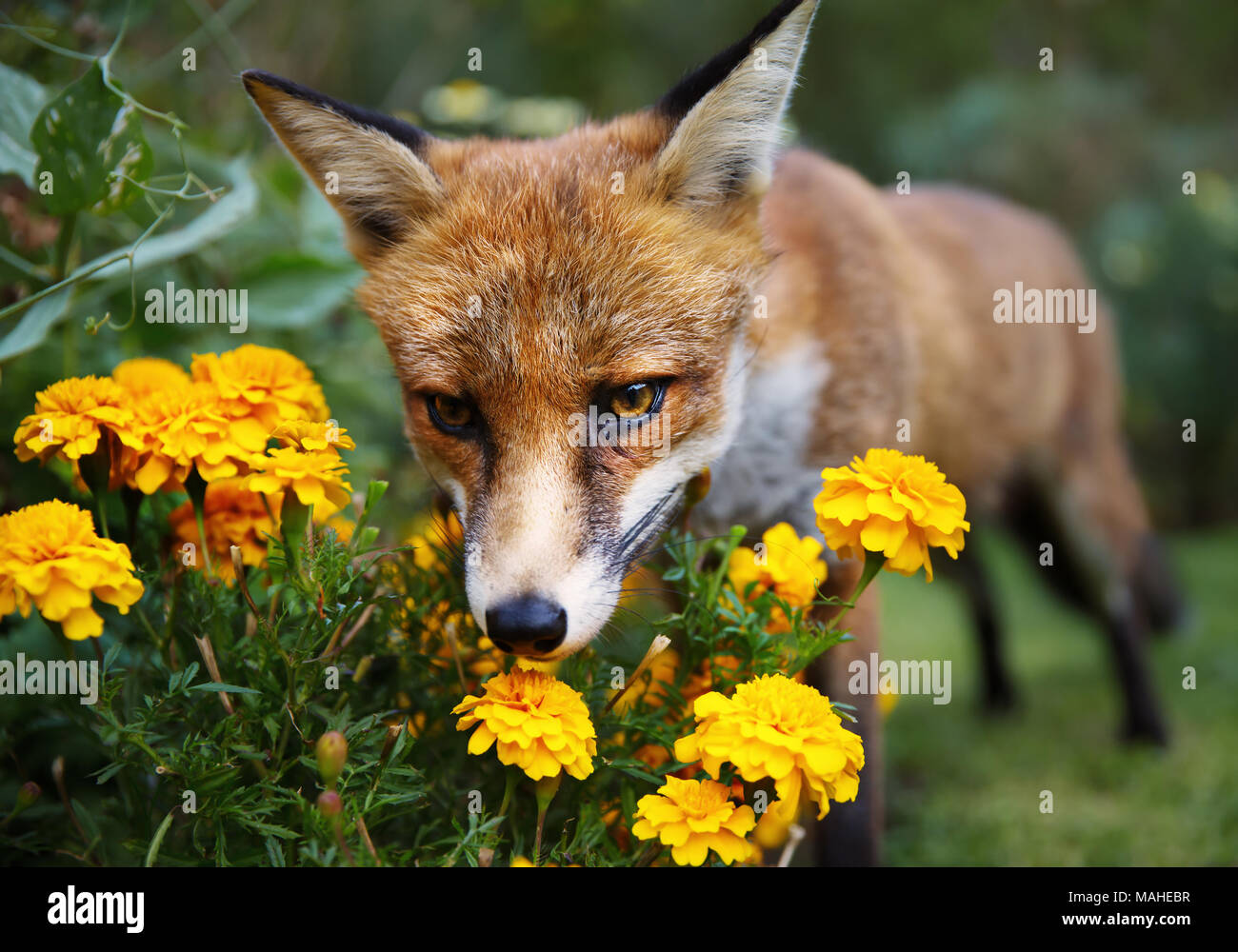 Red Fox odore di calendula fiori nel giardino, estate nel Regno Unito. Foto Stock