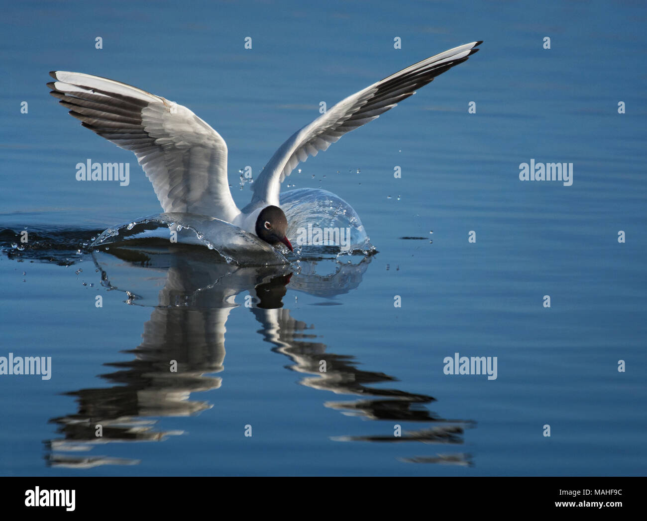 A testa nera gabbiano, Larus ridibundus, lo sbarco in acqua calma, Morecambe bay, Lancashire, Regno Unito Foto Stock