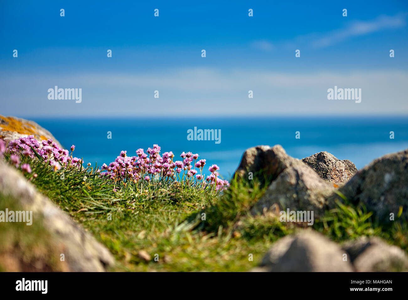 Immagine di fiori selvatici sul promontorio costiero Foto Stock