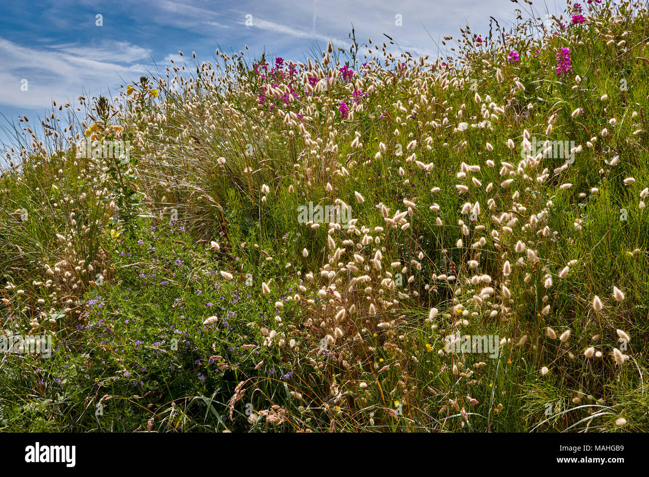 Immagine di fiori selvaggi sulle dune di sabbia. Foto Stock