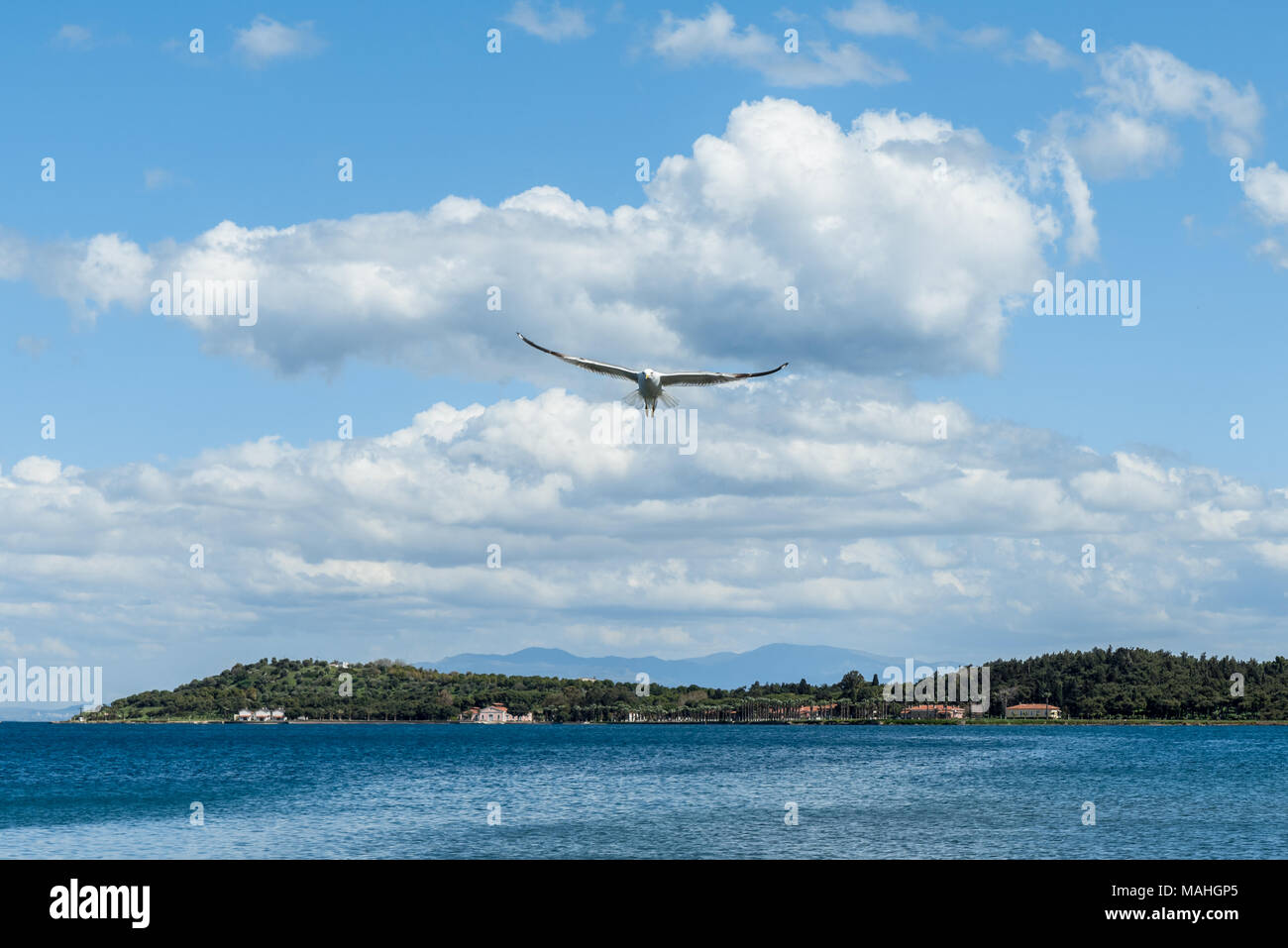 Aprire l'ala di gabbiano volare solo sotto il cielo blu con nuvole bianche verso la quarantena isola in Cesmealti, urla, Izmir. Foto Stock