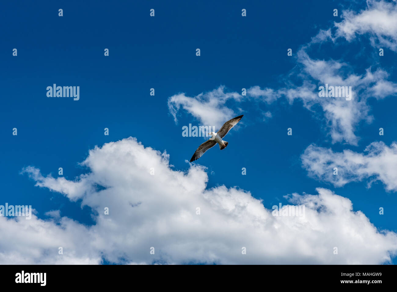 Aprire l'ala di gabbiano volare solo sotto il cielo blu con nuvole bianche. Foto Stock