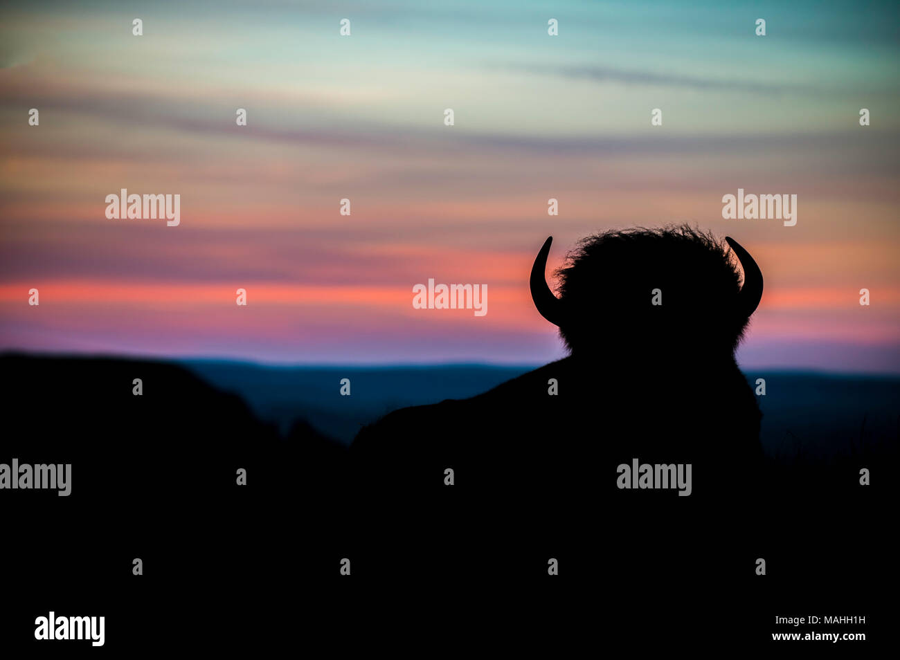 Silhoutte di bisonti americani a sunrsie, Theodore Roosevelt NP, ND, USA, da Bruce Montagne/Dembinsky Foto Assoc Foto Stock