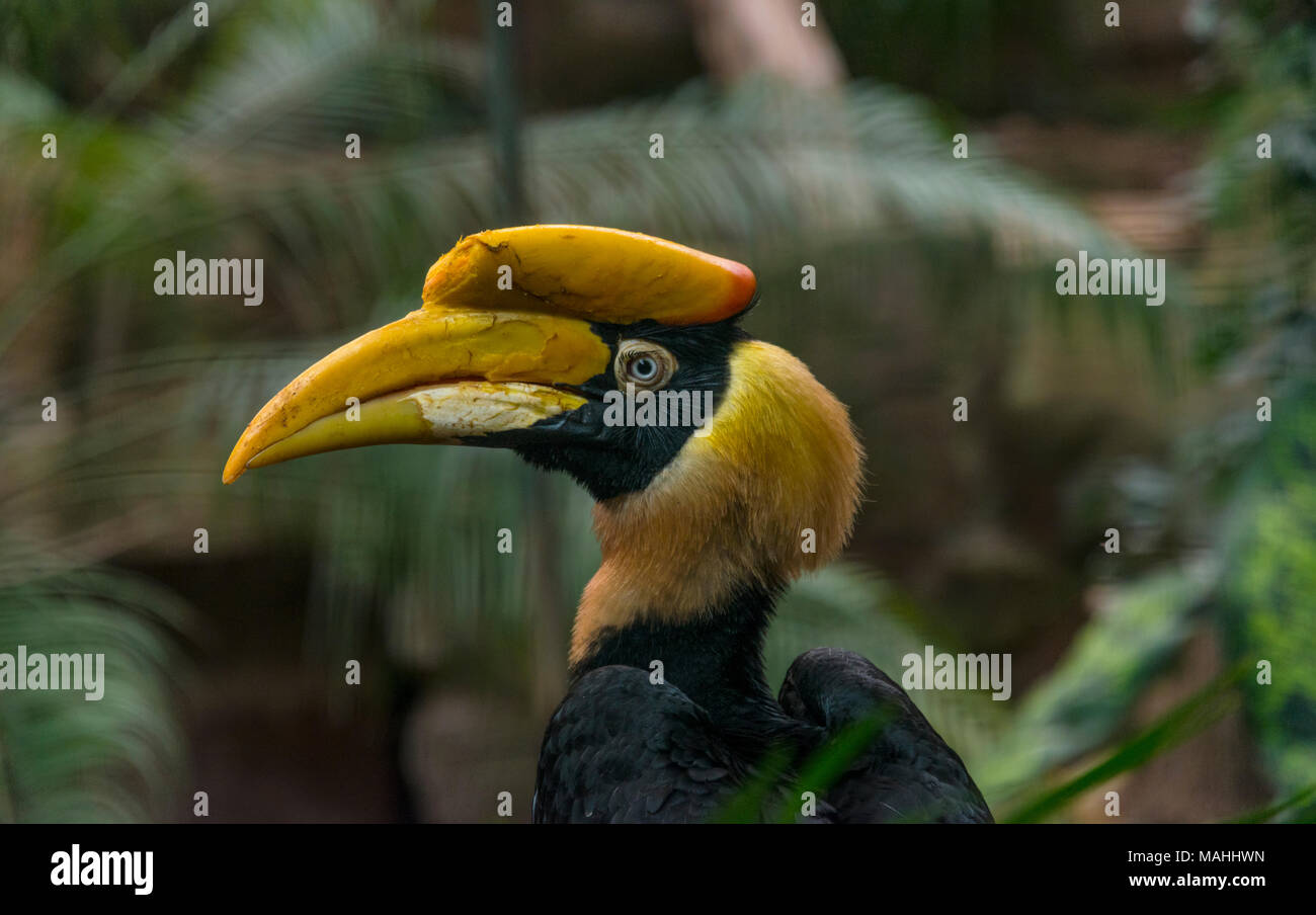 Buceros bicornis Foto Stock