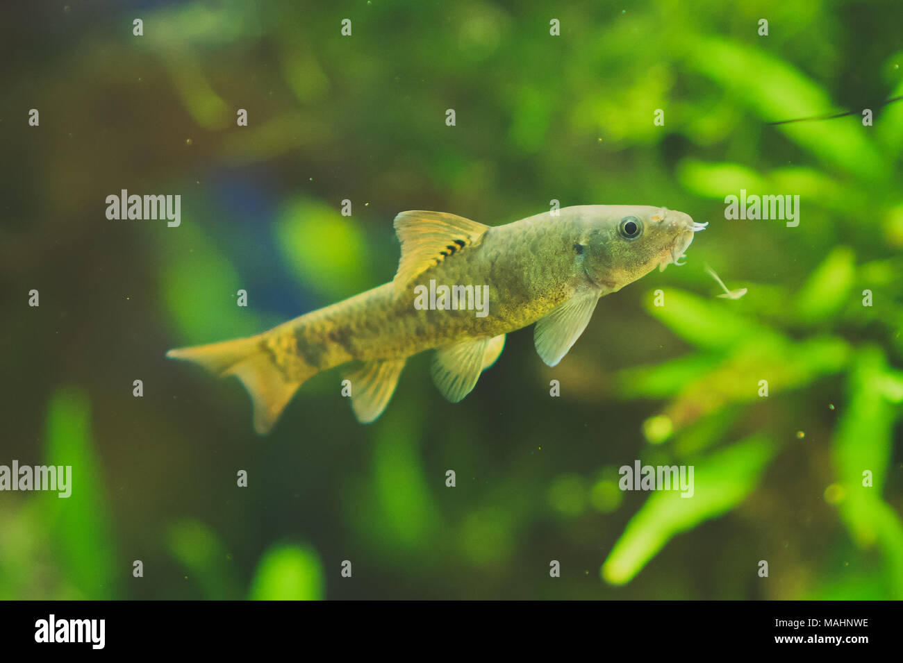 Il pesce gatto in home acquario. Corydoras paleatus. Foto Stock