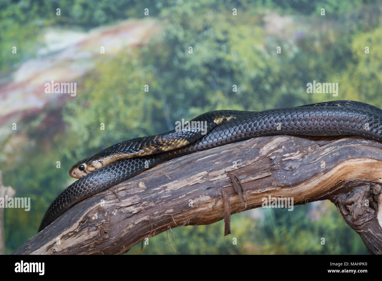 Cipro, la fauna selvatica, Foresta Cobra (Naja melanoleuca). Foto Stock
