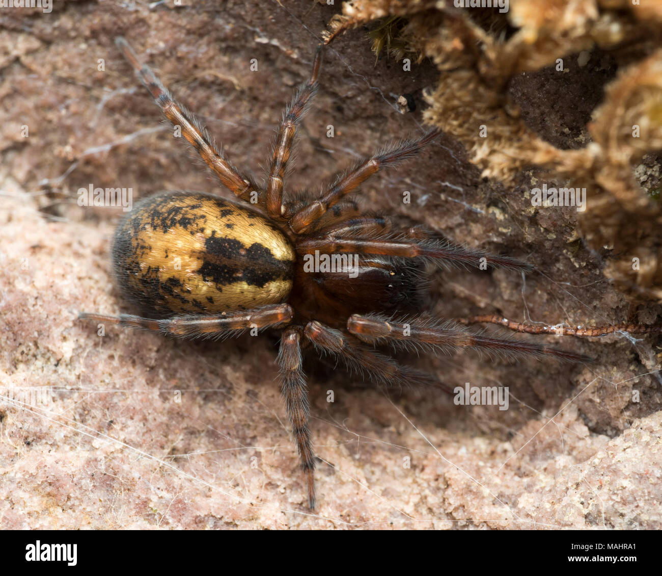 Vista dorsale di pizzo-web spider o Pizzo-weaver spider(Amaurobius sp.) sotto corteccia allentate. Tipperary, Irlanda Foto Stock