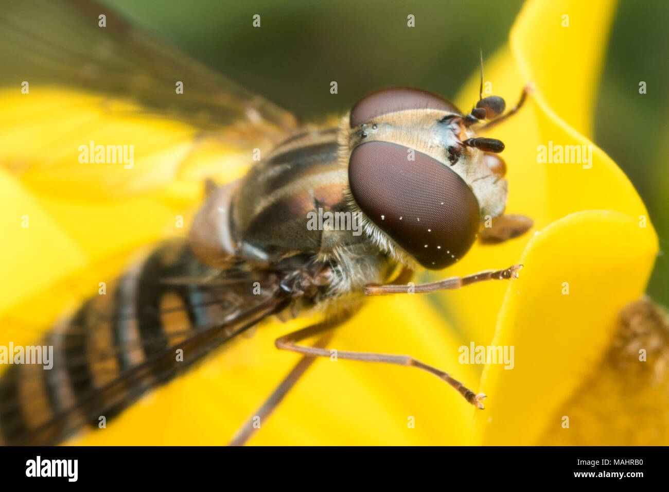 La marmellata di arance Hoverfly (Episyrphus balteatus) alimentazione su gorse fiore. Tipperary, Irlanda Foto Stock