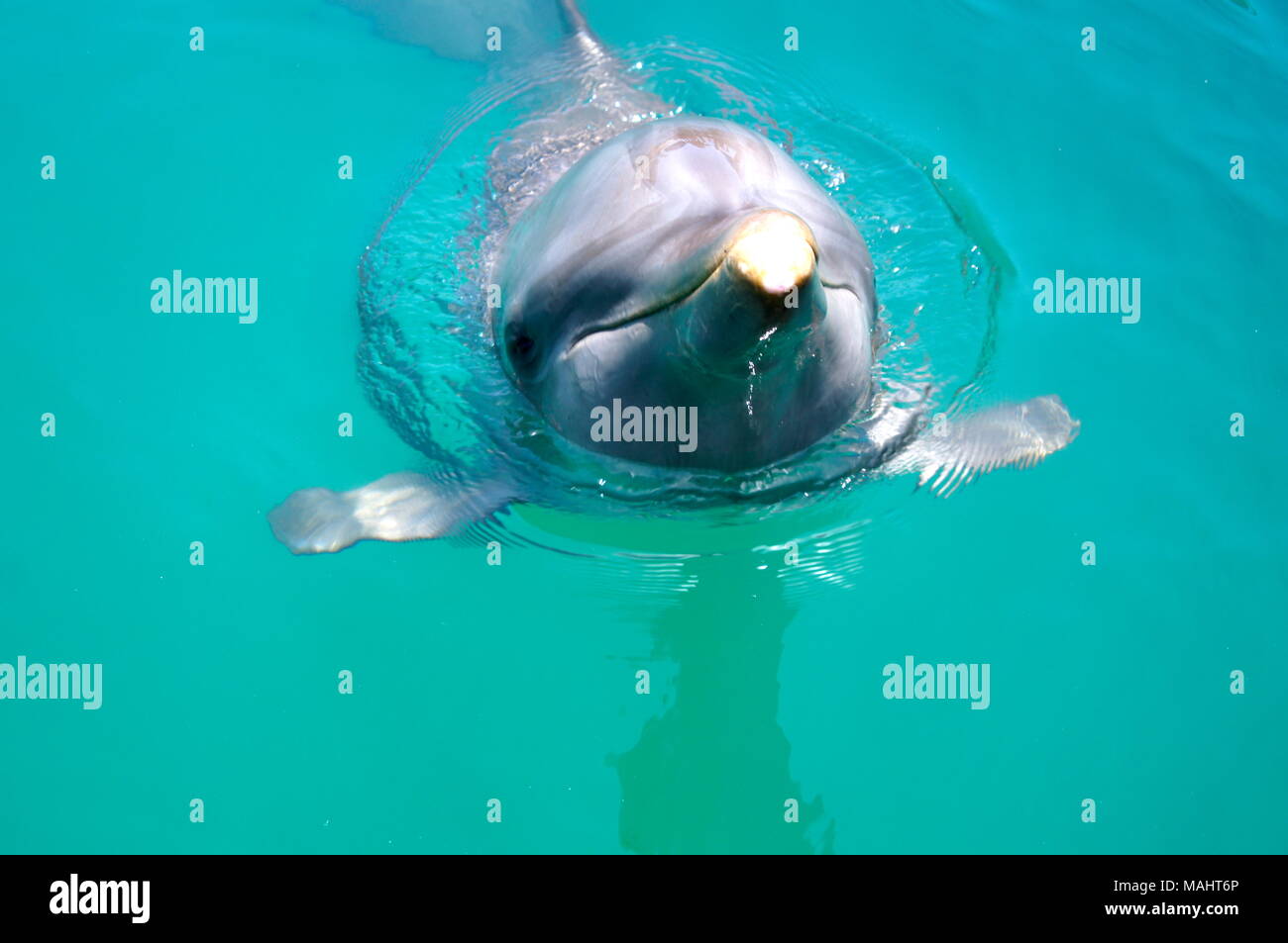 Il tursiope o delfino maggiore nella Repubblica Dominicana Foto Stock