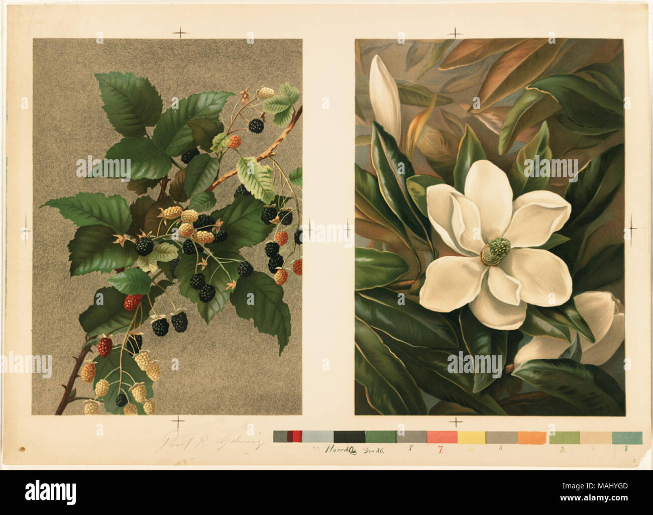 Nome file: 07 11 000794 Titolo: more e Magnolia grandiflora creatore/collaboratore: Fisher, Ellen T. (artista); L. Prang & Co. (Editore) Data di pubblicazione: 1861-1897 (approssimativo) descrizione fisica nota: stampa di prova Genere: Chromolithographs; ancora vita stampe; prove Location: Boston Public Library su 2011-08-06: Fotocamera: Sinar AG Sinarback 54 FW, Sinar m Foto Stock