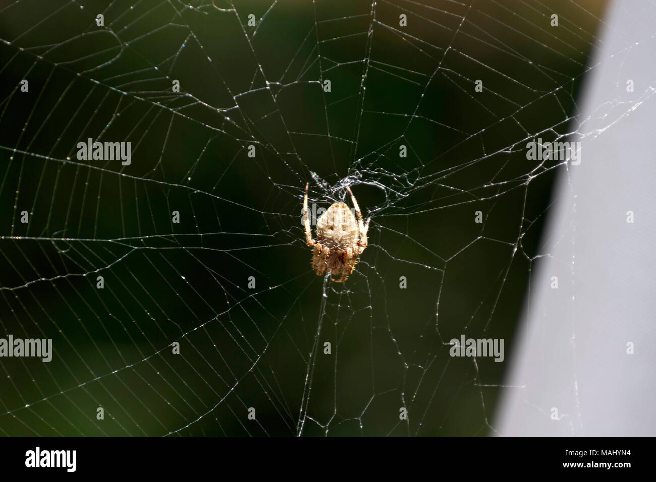 Close up di un letale ragno predatori in agguato silenziosamente e pazientemente nel suo web in attesa di preda Foto Stock