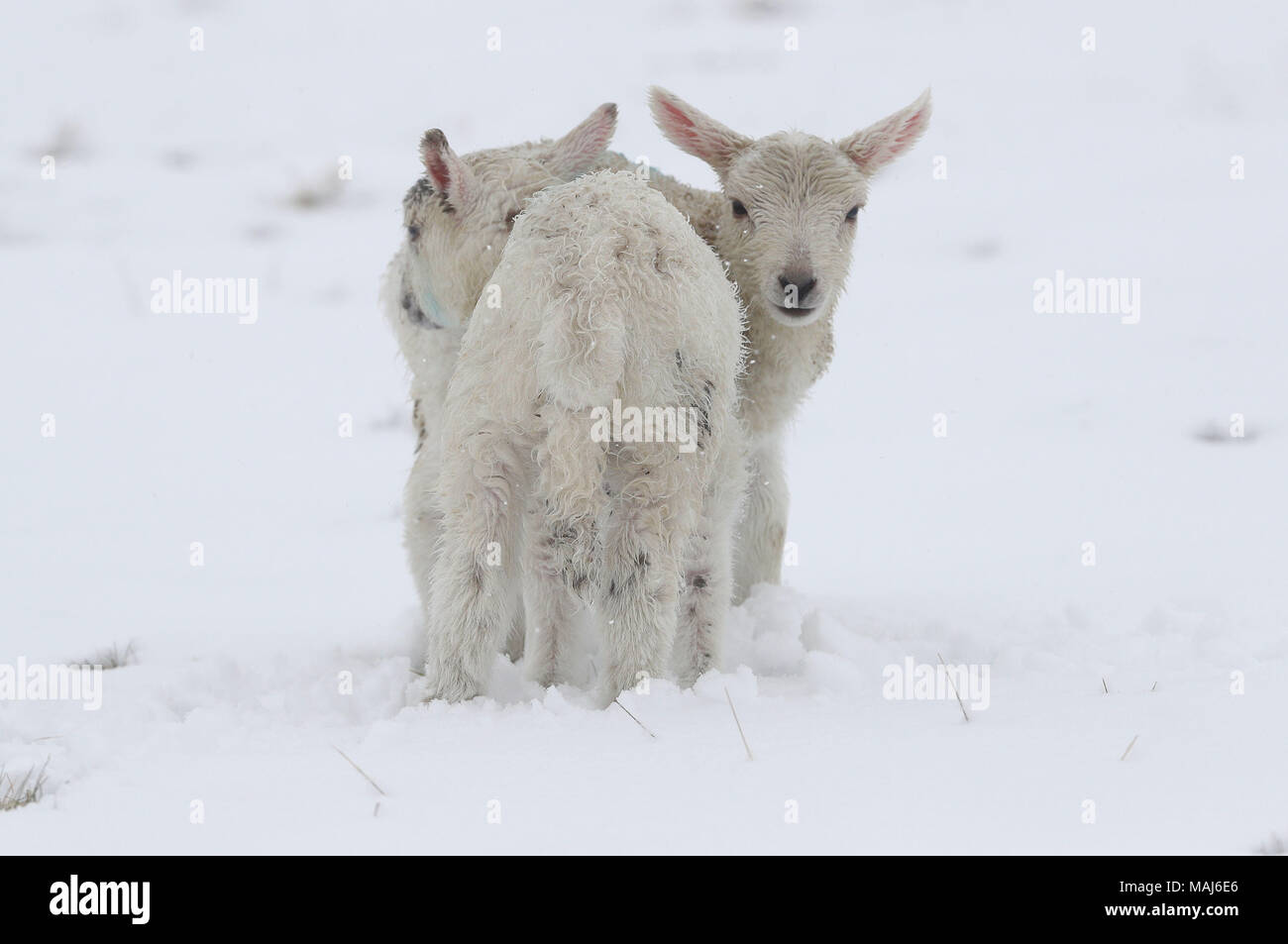 Agnelli a Allendale in Northumbelrand, in condizioni di neve, come cinque gli avvisi meteo sono in luogo come pioggia e neve batterico fasce del paese il lunedì di Pasqua. Foto Stock