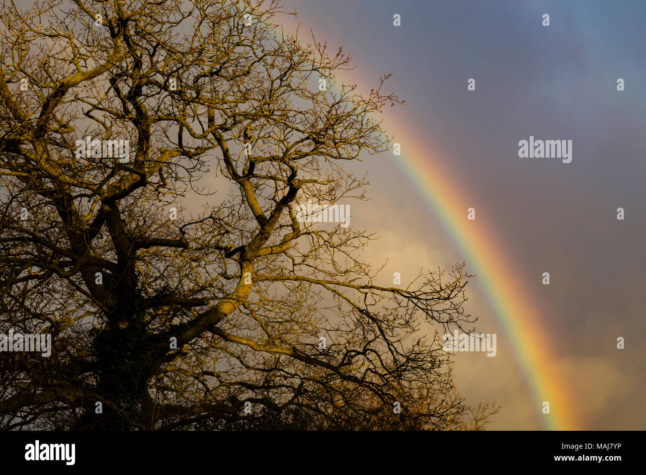 Rainbow dietro un nudo albero di quercia in inverno Foto Stock