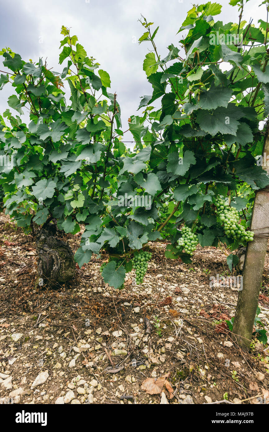 Boccola di uva close-up, vinificazione in Francia, nel nord della Borgogna, la città di Chablis Foto Stock