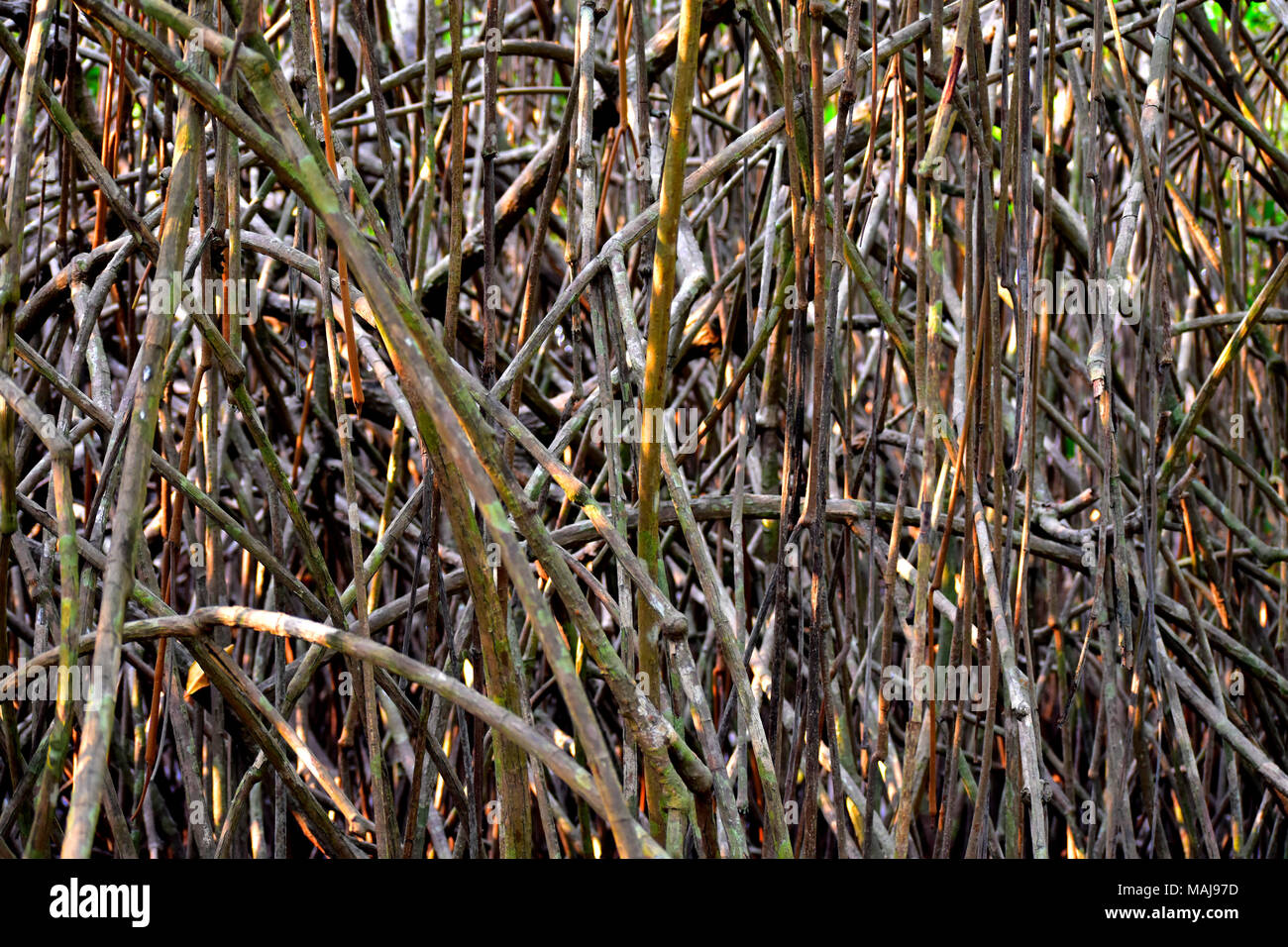 Radici di mangrovie rosso. Foto Stock