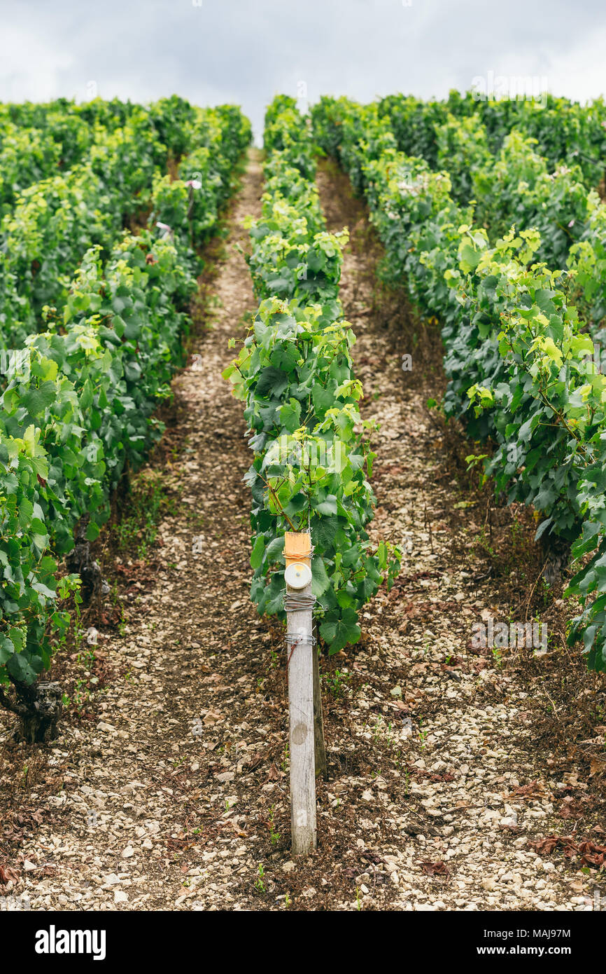 L'uva cresce in righe nel campo, Francia, la regione vinicola di Chablis Foto Stock