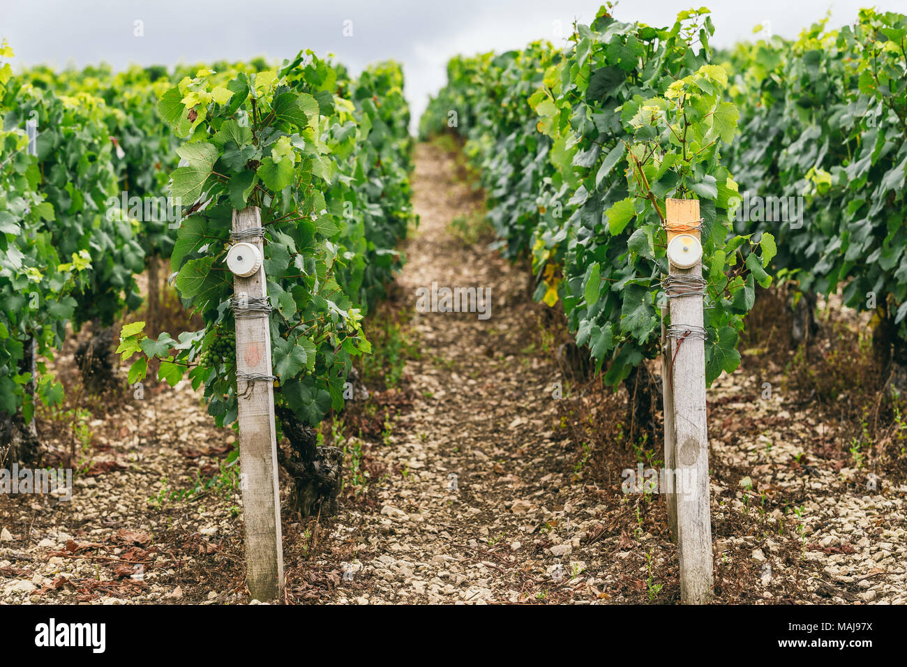 Condizioni di produzione di uva in Francia, sul grapevine speciali sensori sono installati, vinificazione in Francia Foto Stock