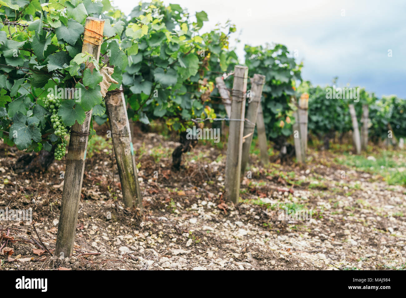Molti uva crescere in un campo in file ordinate, le uve sono legati, vinificazione in Francia Foto Stock