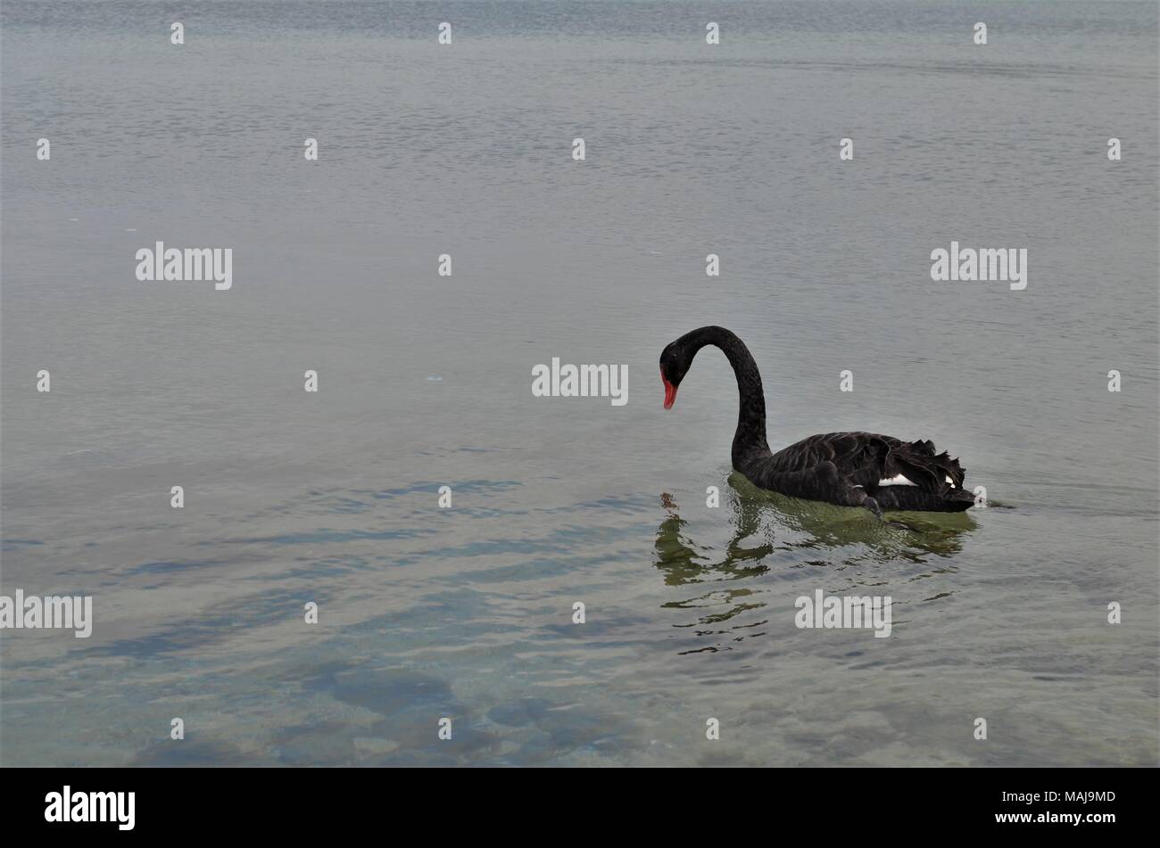 Bella Black Swan riflessa nell'acqua Foto Stock