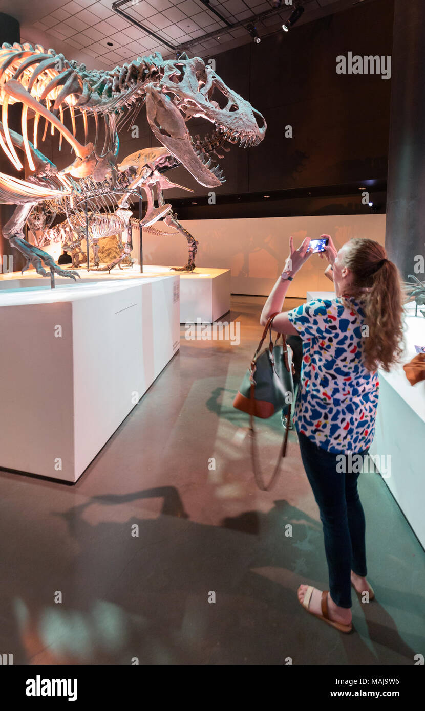 Donna di scattare una foto di fossili di dinosauro, Houston Museo di Scienza Naturale, Houston, Texas, Stati Uniti d'America Foto Stock