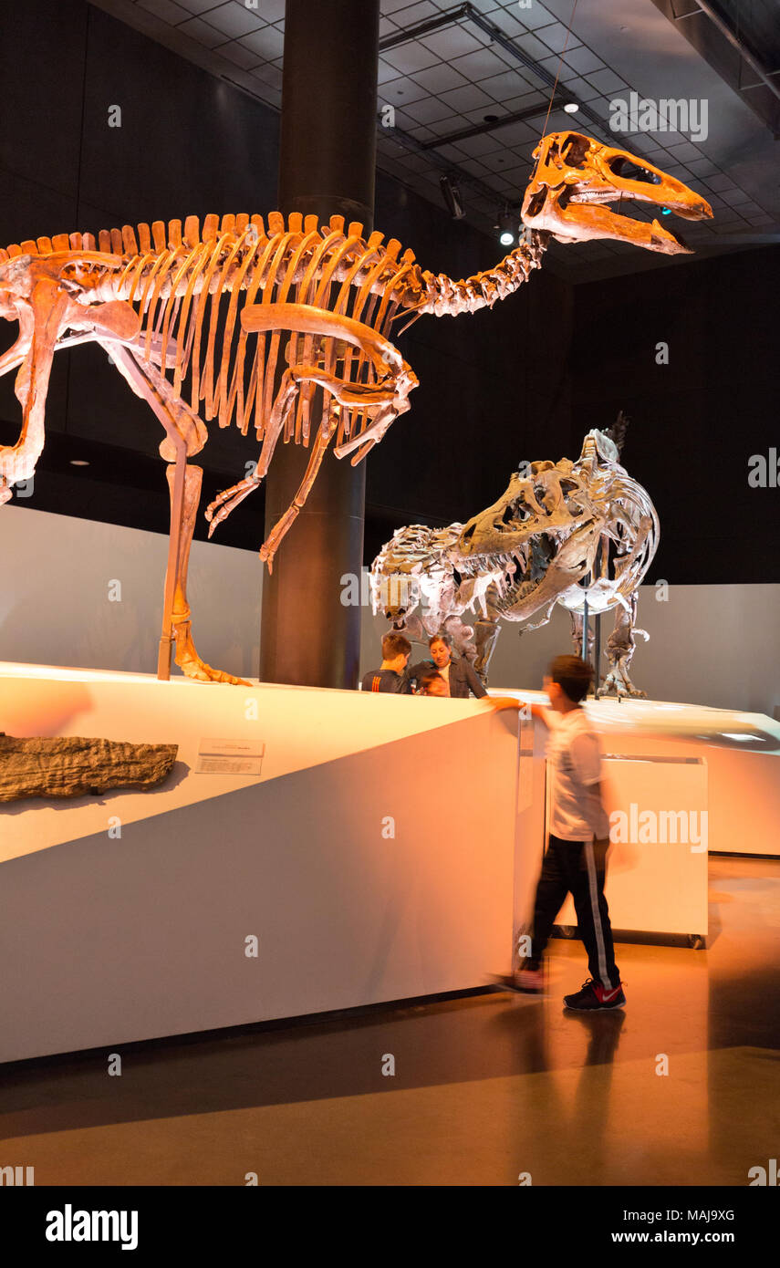 Bambino guardando a scheletro di dinosauro, Houston Museo di Scienza Naturale, Texas, Stati Uniti d'America Foto Stock