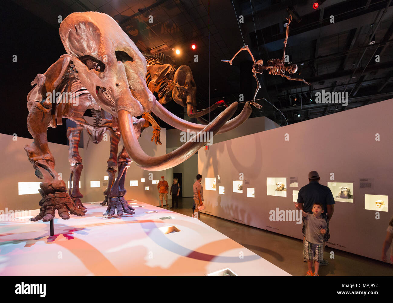 Bambino guardando un gigantesco scheletro fossile, Houston Museo di Scienza Naturale, Texas USA Foto Stock